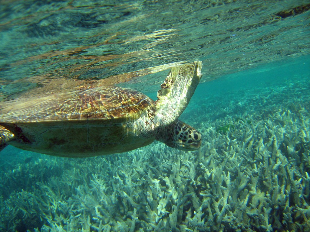 Reef & Marine Life